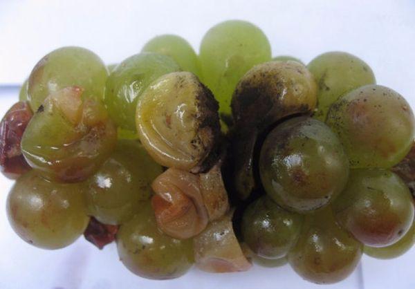 เชื้อราแอสเปอร์จิลลัส