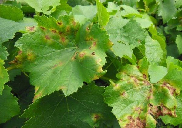 ใบองุ่น