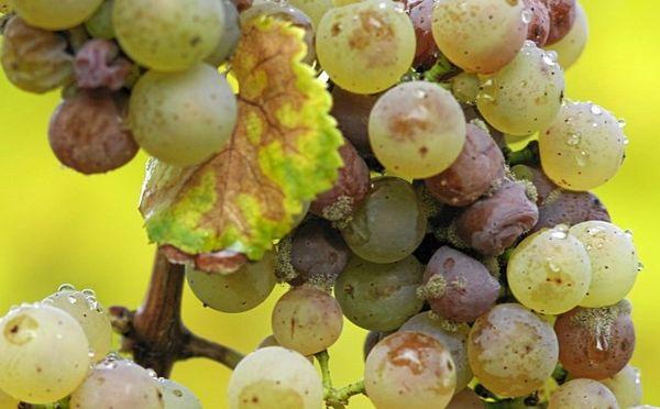 โรคองุ่น