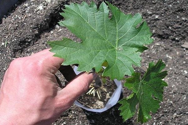 ใบองุ่น