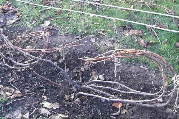 เถาวัลย์สำหรับฤดูหนาว