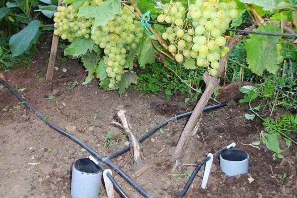 การสุกของพืชผล