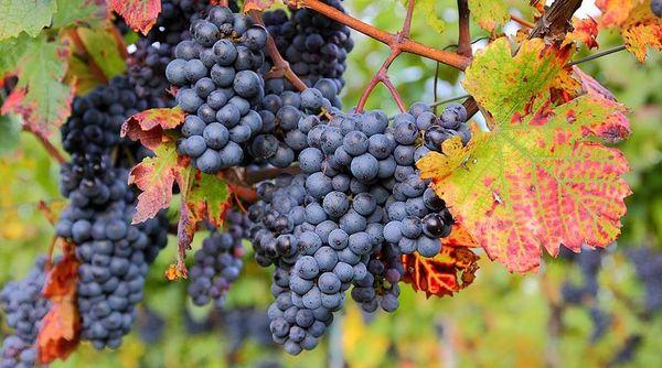 พวงองุ่น