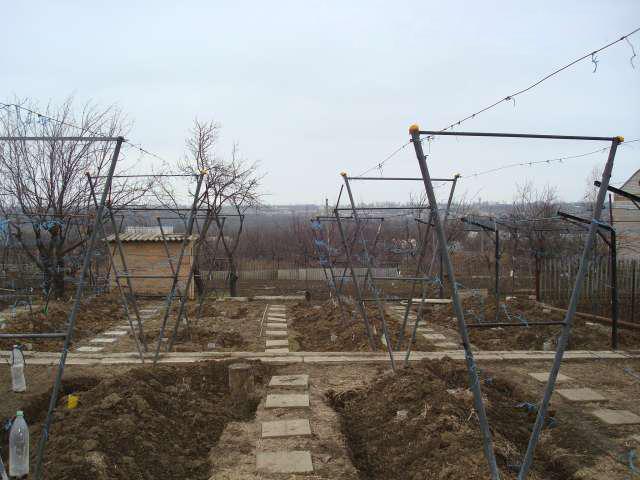 โครงตาข่ายองุ่น