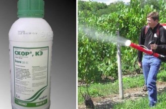 สารฆ่าเชื้อรา