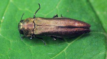 ตัวอ่อนของหนอนผีเสื้อ