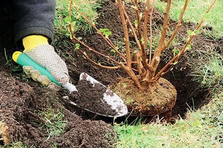 การปลูกพุ่มไม้