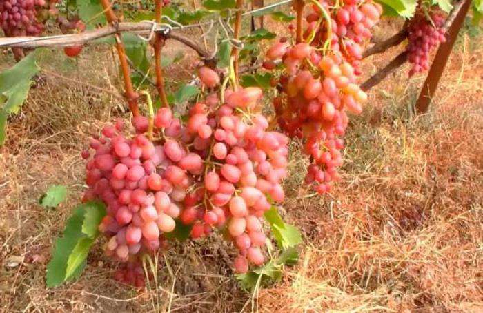 พันธุ์องุ่น