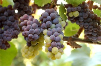 พวงองุ่น