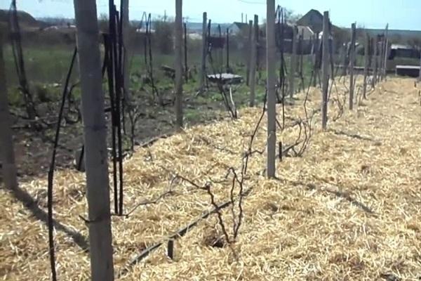 วางคลุมดิน