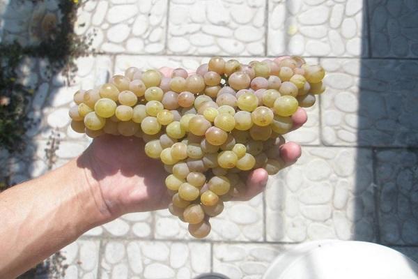 ผลในมือ