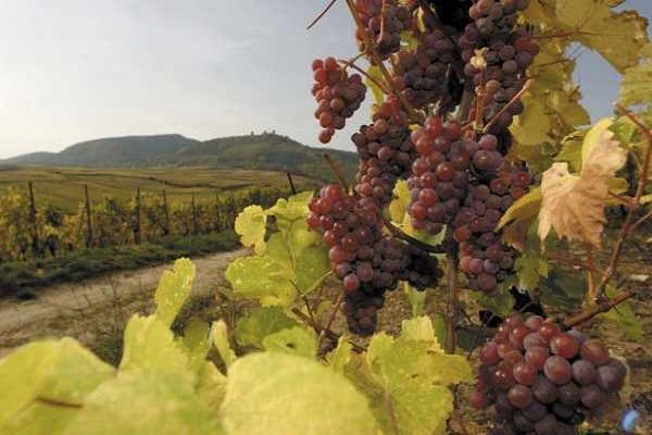 องุ่นมัสกัต