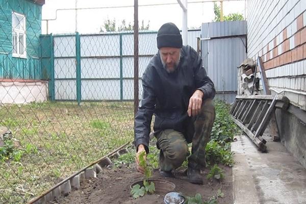 การปลูกองุ่น