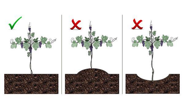 Schéma de plantation