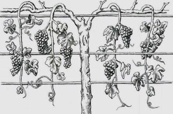 Formation de la vigne