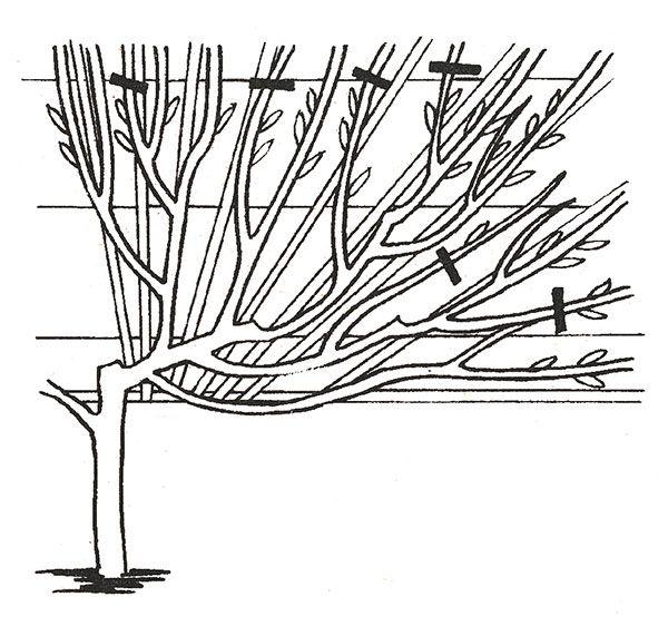 การก่อตัวของมงกุฎ