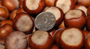 ลักษณะและลักษณะของพันธุ์เฮเซลนัทที่ดีที่สุด 30 สายพันธุ์ การเพาะปลูก