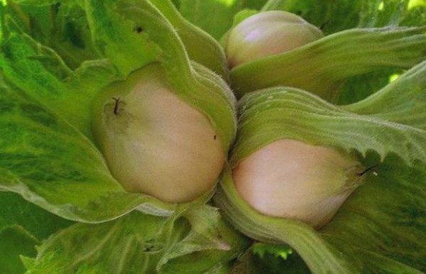 อานาปา เฮเซลนัท