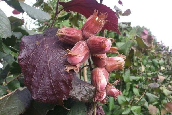 เฮเซลนัท เอคาเทริน่า