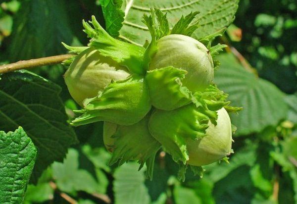 เฮเซลนัทคูบัน