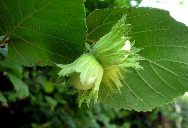 คอสฟอร์ด เฮเซลนัท