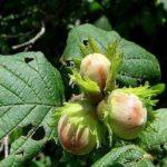 โรคเฮเซลนัท