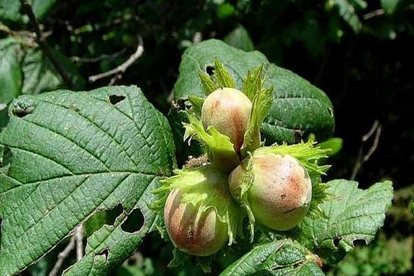 โรคเฮเซลนัท