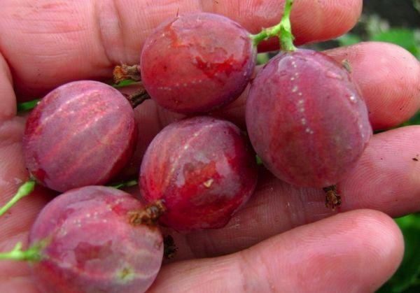 Groseille à maquereau de Shershnevsky