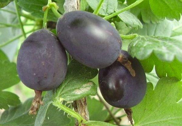 groseille à maquereau Chernomor