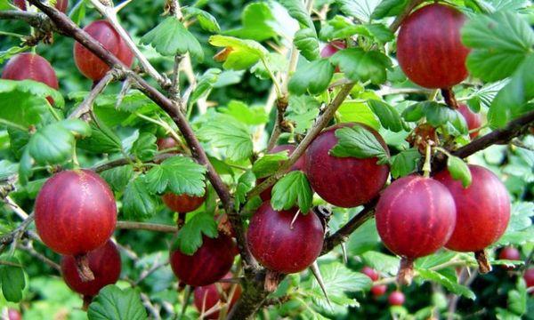 groseille à maquereau Consul