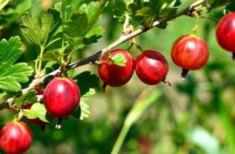 ลูกเกดลูกเกด