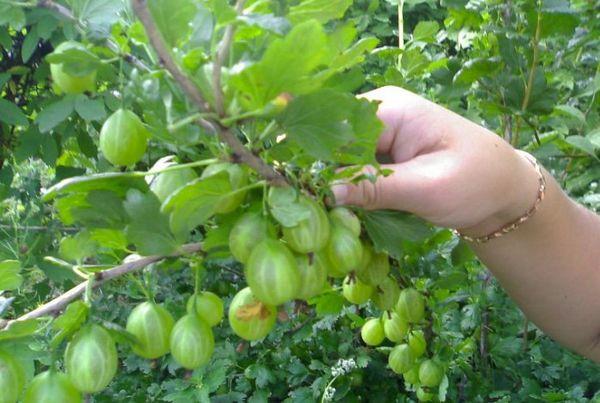 béryl de groseille à maquereau