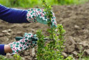 การขยายพันธุ์มะยมฝรั่งทำได้ด้วยวิธีใดบ้าง ช่วงเวลาและการปลูก