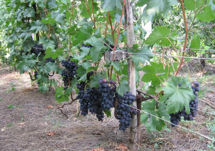 องุ่นในสวน