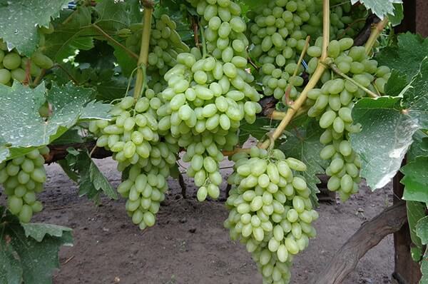 พวงองุ่นขนาดใหญ่