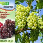 สโตรบียาฆ่าแมลง