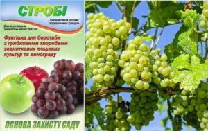 คำแนะนำในการใช้ Strobi ในการรักษาองุ่น