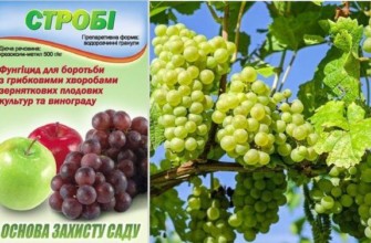 สโตรบียาฆ่าแมลง