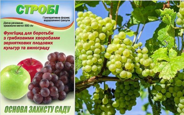 สโตรบียาฆ่าแมลง