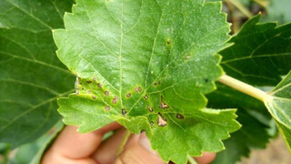 โรคแอนแทรคโนสขององุ่น