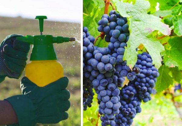 สารฆ่าเชื้อรา สโตรบี