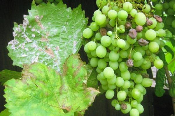 แผลตกสะเก็ดองุ่น