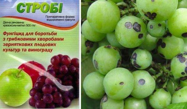 สโตรบองุ่น