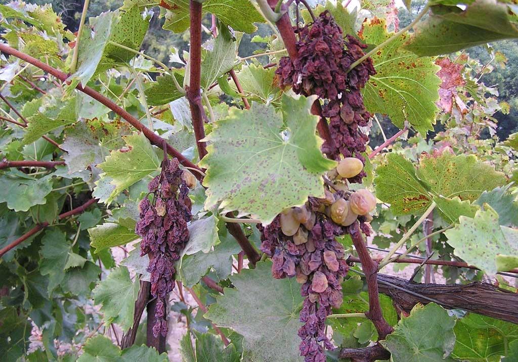 โรคเหี่ยวของต้นองุ่น Verticillium