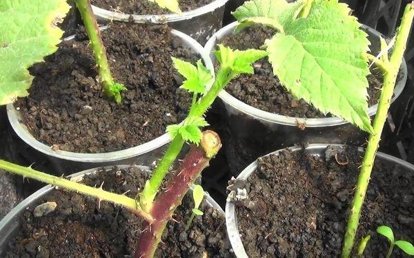 propagation des framboisiers