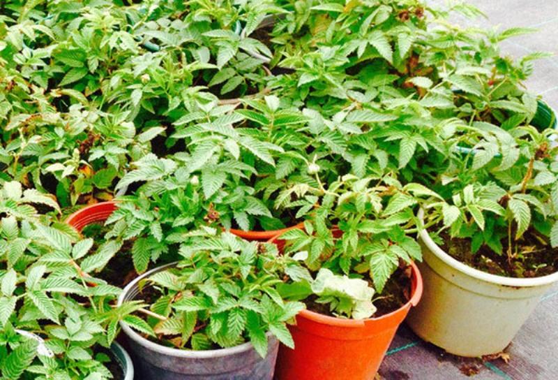 Framboise tibétaine