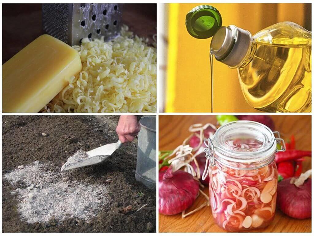 การเยียวยาพื้นบ้านสำหรับเพลี้ยอ่อน