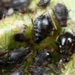 เพลี้ยอ่อนบนใบ