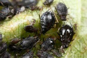 วิธีควบคุมเพลี้ยอ่อนบนต้นเชอร์รี่โดยใช้ยาและวิธีรักษาพื้นบ้าน