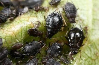 เพลี้ยอ่อนบนใบ